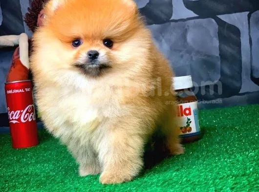 En İyi Kalıte Tcup Pomeranian Yavrularımız