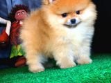 En İyi Kalıte Tcup Pomeranian Yavrularımız
