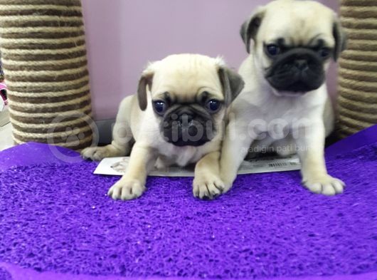 Mops Pug görsel