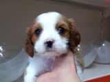 King Charles Cavalier 2 Aylık