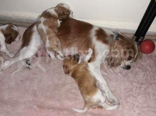 King Charles Cavalier 2 Aylık görsel