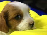 King Charles Cavalier 2 Aylık