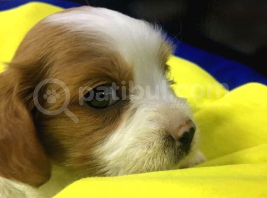 King Charles Cavalier 2 Aylık görsel