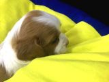 King Charles Cavalier 2 Aylık