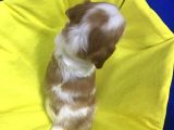 King Charles Cavalier 2 Aylık