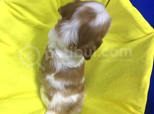 King Charles Cavalier 2 Aylık görsel