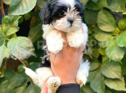 Shihtzu Dişi Yavrumuz görsel