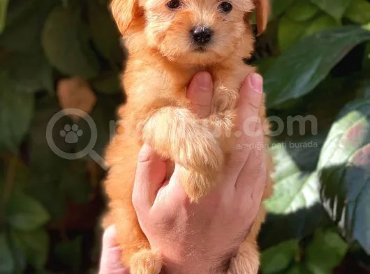 Muhteşem Renk Orjinal Maltipoo Yavrularımız