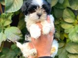 Shihtzu Dişi Yavrumuz