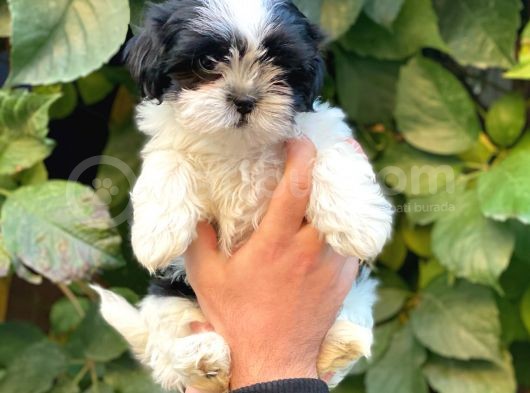Shihtzu Dişi Yavrumuz görsel