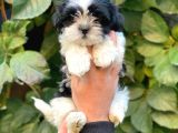 Shihtzu Dişi Yavrumuz