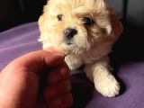 A Kali̇te Mi̇ni̇ Boy Malti̇poo Yavrular
