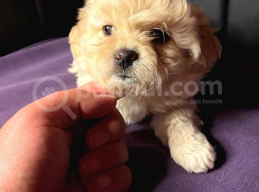 A Kali̇te Mi̇ni̇ Boy Malti̇poo Yavrular görsel