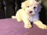 Gerçek 0 Numara Malti̇poo Yavrular