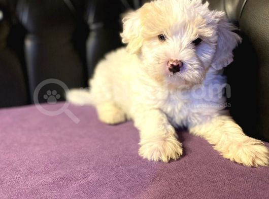 Gerçek 0 Numara Malti̇poo Yavrular görsel