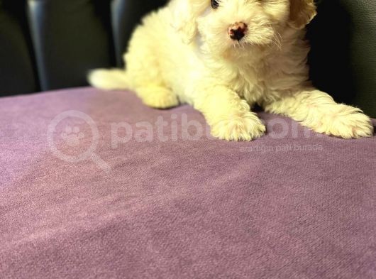 Gerçek 0 Numara Malti̇poo Yavrular görsel