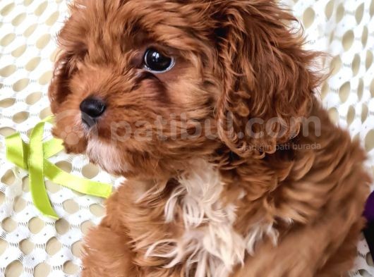 Cavapoo Yavrularımız görsel
