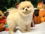 Hekimden Irk ve Sağlık Onaylı Ayıcık Yüz Pomeranian Boo