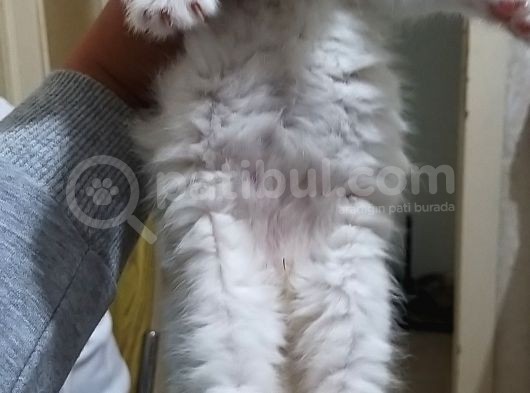 Scr'Li Anne Babadan Yavrular... görsel