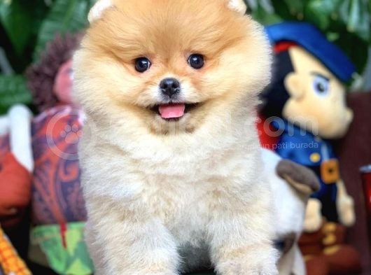Birbirinden Güzel Sıfır Burun Ayıcık Surat Pomeranian Boo görsel