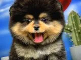 ShowClass Ender BlackTan Renk Pomeranian Boo