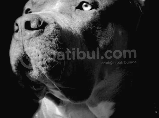 American Bully