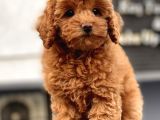 Mi̇ni̇ Toy Poodle Yavrularimiz