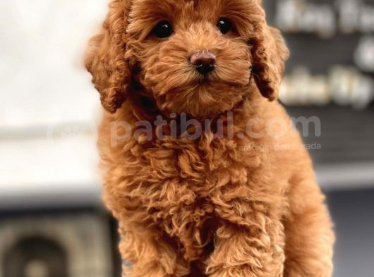 Mi̇ni̇ Toy Poodle Yavrularimiz görsel
