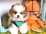 SAFKAN POMERİAN BOO