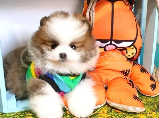 Safkan Pomeri̇an Boo
