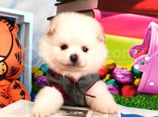 Safkan Pomeri̇an Boo görsel
