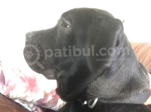 5,5 Aylık Canecorso görsel