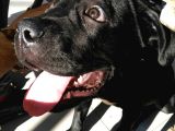 5,5 Aylık Canecorso