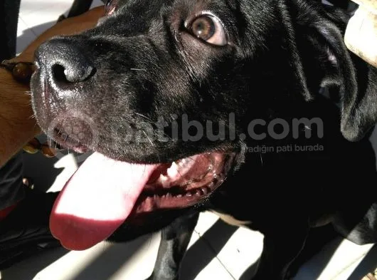5,5 Aylık Canecorso