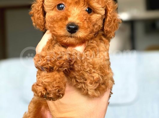 Irkının En İyisi Safkan Red Brown Toy Poodle Yavrumuz görsel