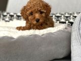 Irkının En İyisi Safkan Red Brown Toy Poodle Yavrumuz