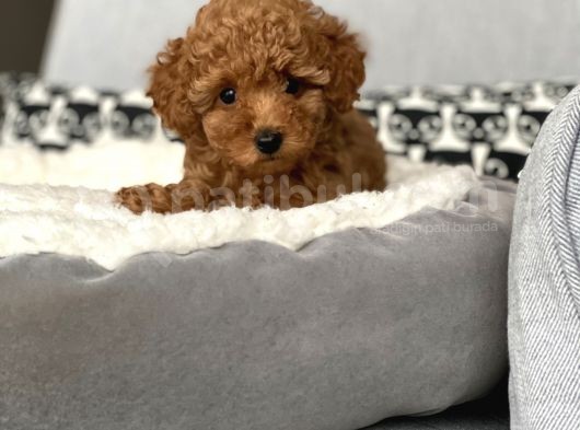 Irkının En İyisi Safkan Red Brown Toy Poodle Yavrumuz görsel