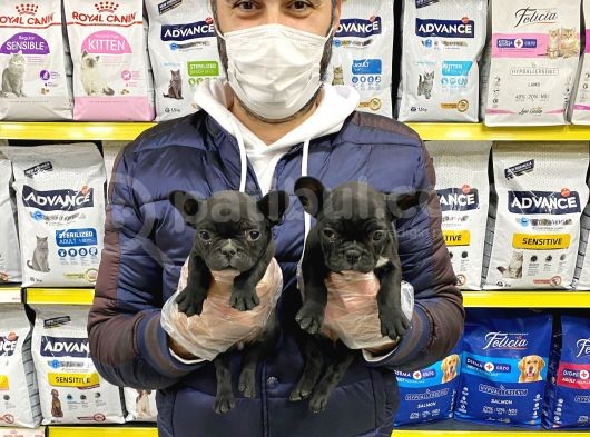 French Bulldog görsel