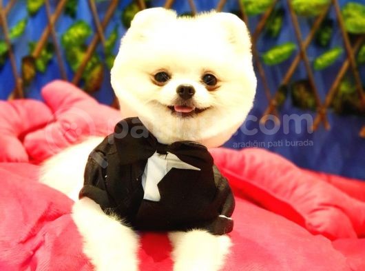 Safkan Teddy Bear Oğlumuz Yeni Yuvasını Arıyor görsel