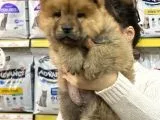 Chow chow