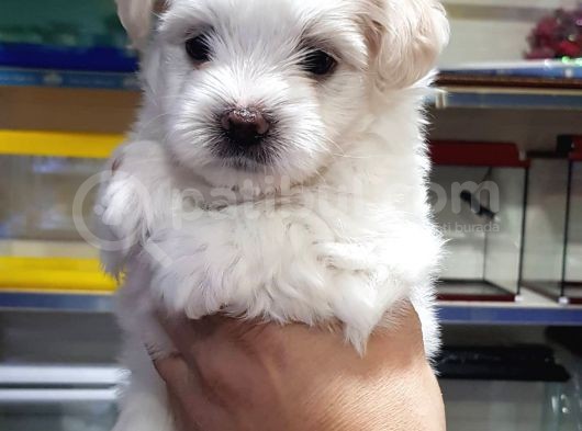 Maltese Terrier Yavrularimiz görsel