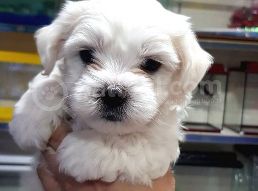 Maltese Terrier Yavrularimiz görsel