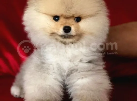 Show Kalite Orjinal Pomeranian Miniklerimiz