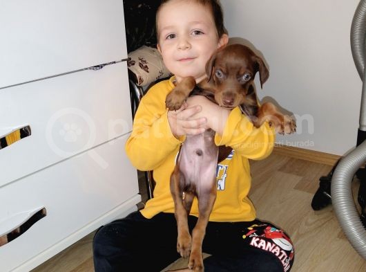 Doberman Kızıl Erkek Yavrularımız görsel