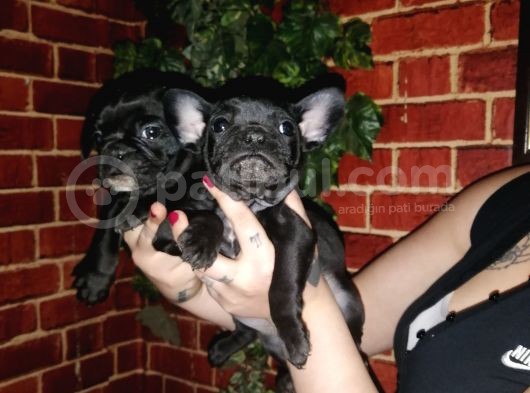 French Bulldog Yavrularımız görsel