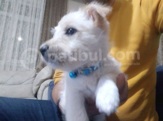 Maltese Terrier görsel