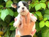 Si̇yah Beyaz Di̇şi̇ French Bulldog Yavrumuz