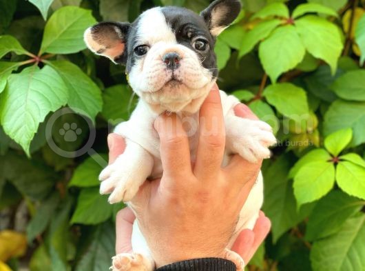 Si̇yah Beyaz Di̇şi̇ French Bulldog Yavrumuz görsel