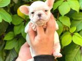 Beyaz Di̇şi̇ French Bulldog Yavrumuz