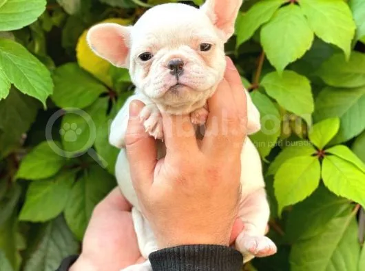 Beyaz Di̇şi̇ French Bulldog Yavrumuz